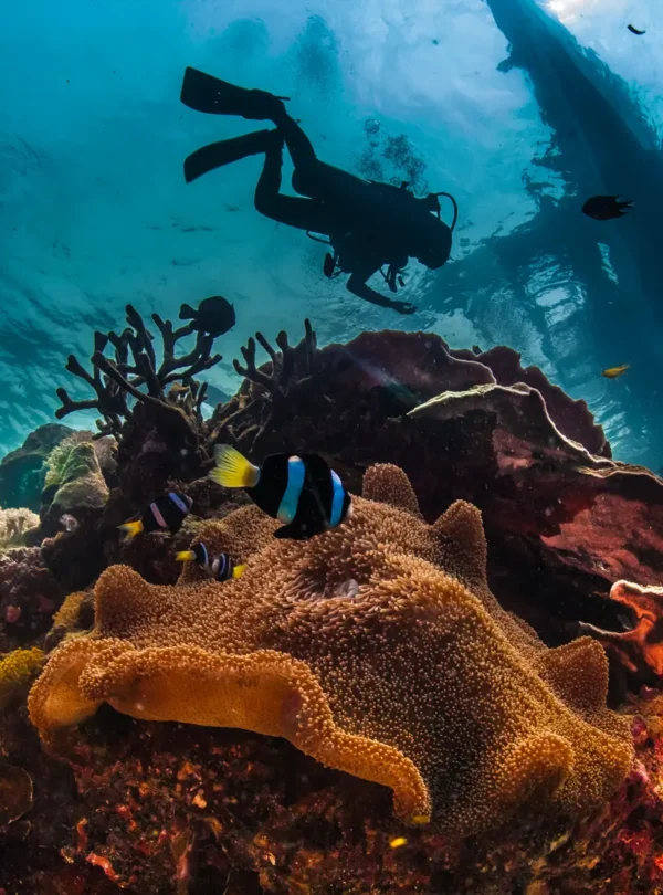 Diving Under Sea in Egypt