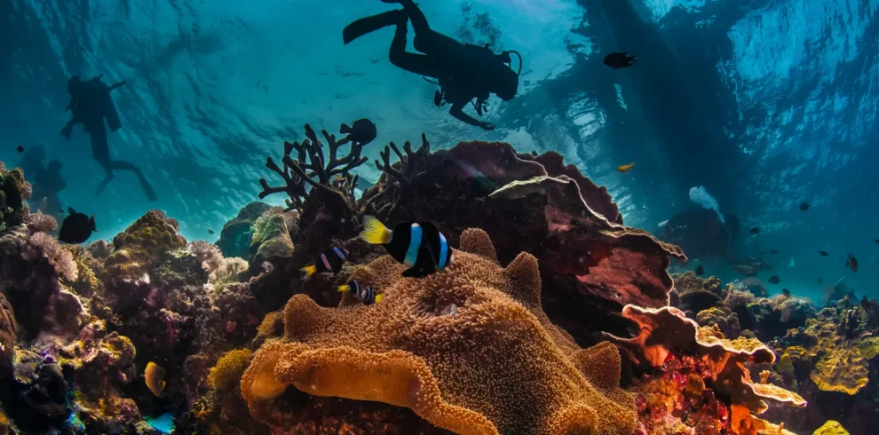 Diving Under Sea in Egypt